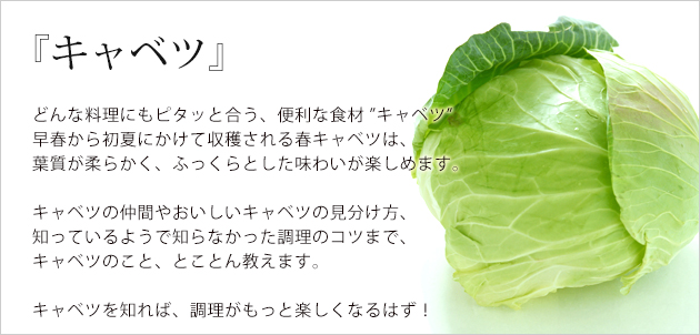 知る 楽しむ キャベツの保存 調理のコツ 豆知識 サラダカフェ Salad Cafe