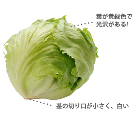 レタスの選び方